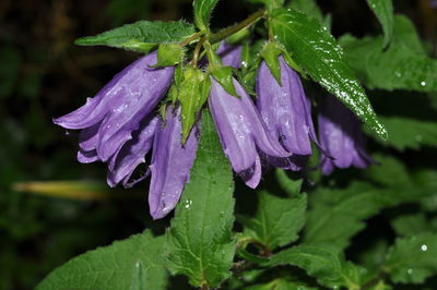 Close-up of wet purple flower