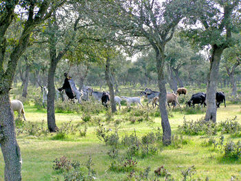 Horses in forest