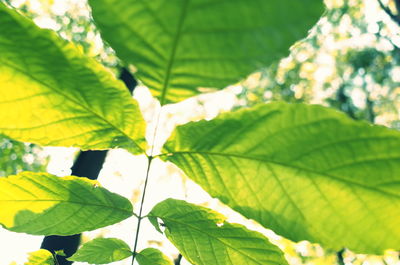 Close-up of leaves