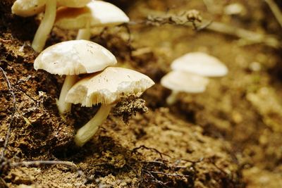 Close-up of mushroom growing outdoors