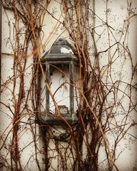 Bare tree against old building