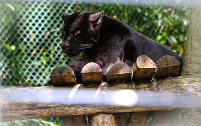 Black cat relaxing on log