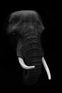 Close-up of elephant over black background