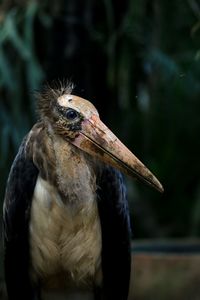 Close-up of an animal