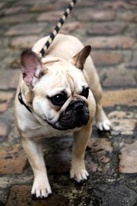 Close-up of french bulldog on footpath