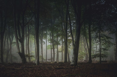 Trees in forest