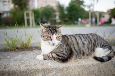 Close-up of tabby resting on field