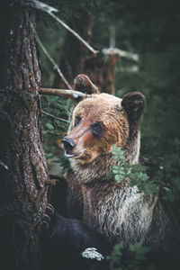 Close-up of bear by tree in forest