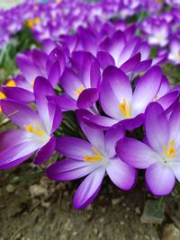 Close-up of purple crocus flowers