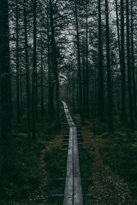 Empty road along trees in forest