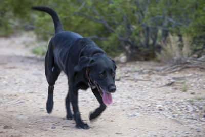 Close-up of dog on field