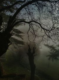 Silhouette of bare trees in foggy weather