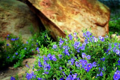 Close-up of wildflowers