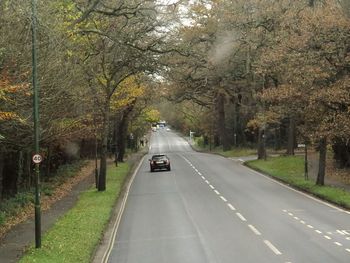 Car on road amidst trees