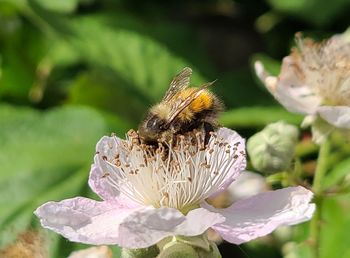 Close-up of bee pollinating on flower