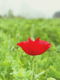 Close-up of red poppy blooming on field