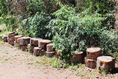 Stack of logs on field in forest