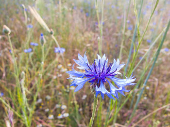 Close-up of purple flowering plant on field