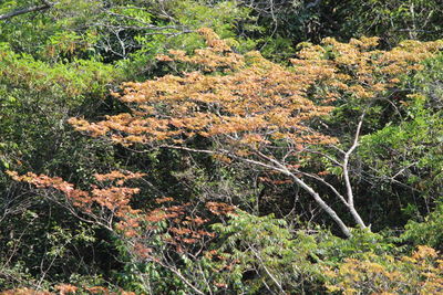 View of a forest