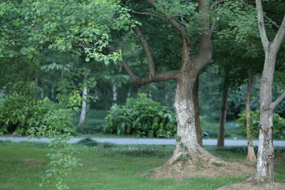 Trees in forest