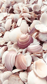 Full frame shot of shells