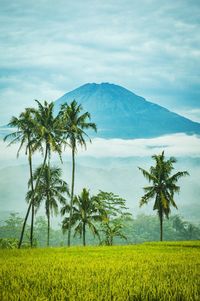 Scenic view of palm trees on field against sky