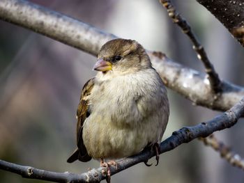 Close-up of bird perching on branch