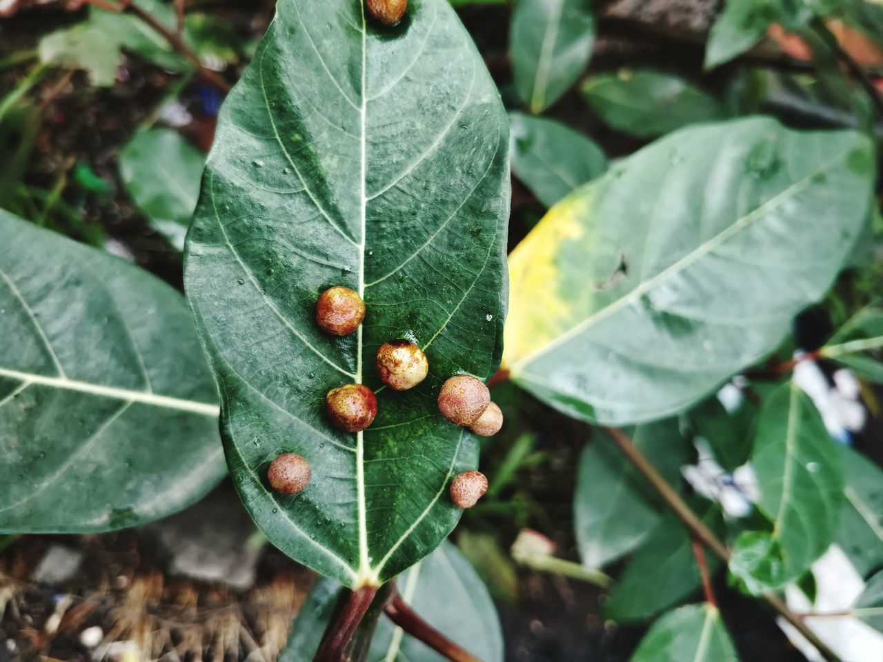 HIGH ANGLE VIEW OF FRUIT ON PLANT