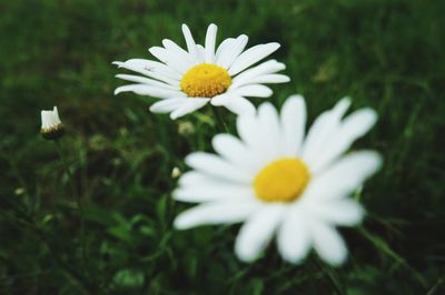 Close-up of daisy flowers