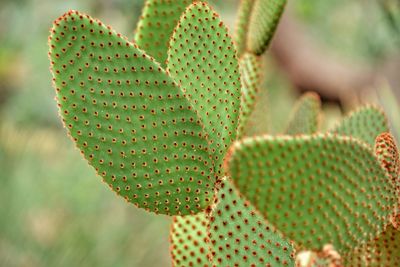 Close-up of cactus plant