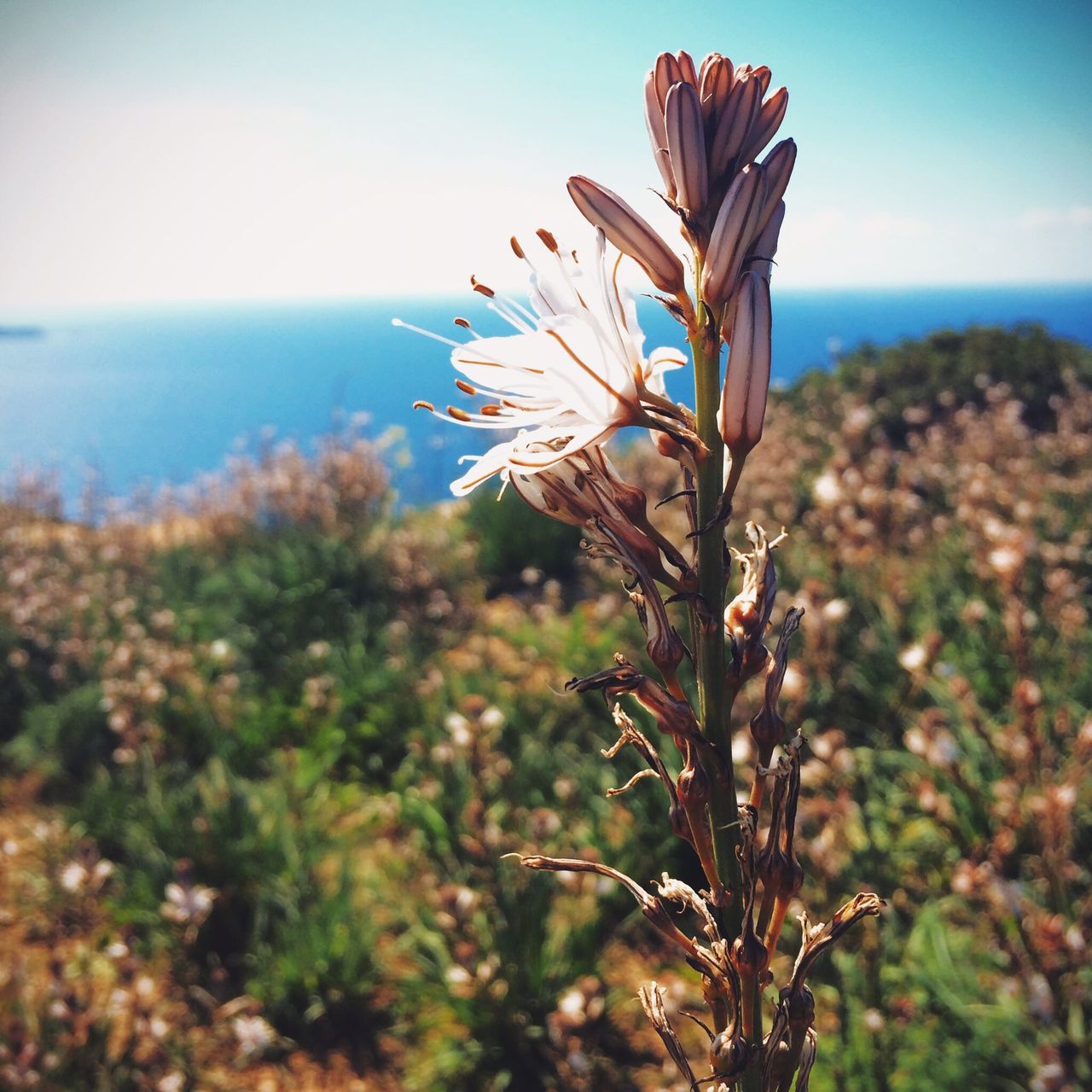 flower, horizon over water, sea, growth, beauty in nature, plant, nature, focus on foreground, freshness, sky, fragility, close-up, tranquility, tranquil scene, water, stem, scenics, clear sky, beach, growing