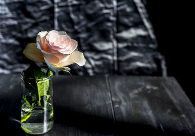 Close-up of rose in glass vase