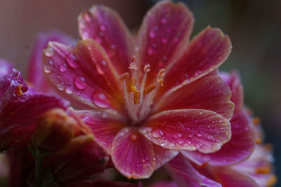 Close-up of wet purple flower