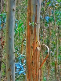 Close-up of bamboo trees in forest