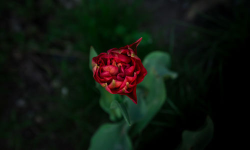 Close-up of red rose