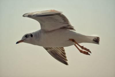 Low angle view of seagull flying