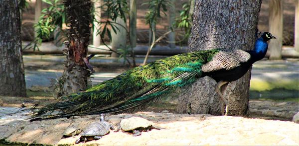 Peacock in guardamar del segura, alicante, spain