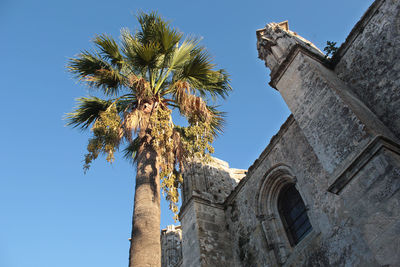 Low angle view of palm tree and building against sky