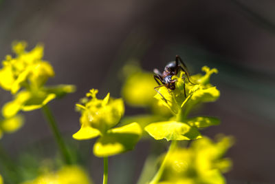 Close-up of bee pollinating on flower