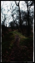 View of bare trees in forest