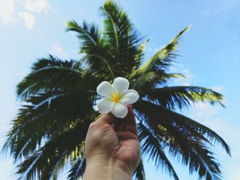 Close-up of hand holding palm tree against sky