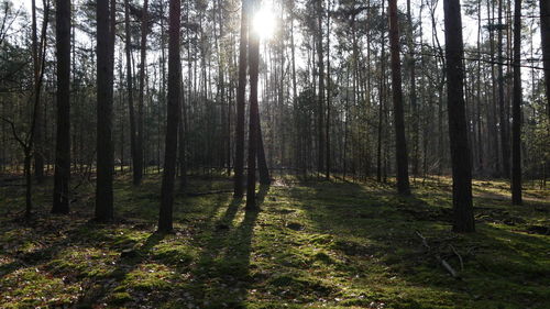 Sunlight streaming through trees in forest