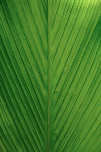 Full frame shot of palm leaves