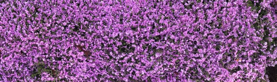 Full frame shot of purple flowering plants on field