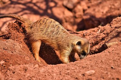 View of lizard on rock