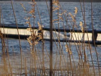 Close-up of grass on lake