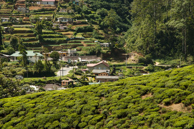 High angle view of trees on landscape