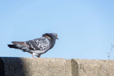 Seagull perching on retaining wall against clear sky