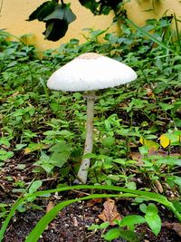 Close-up of mushroom growing on field