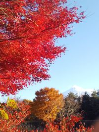 Low angle view of autumnal trees against sky